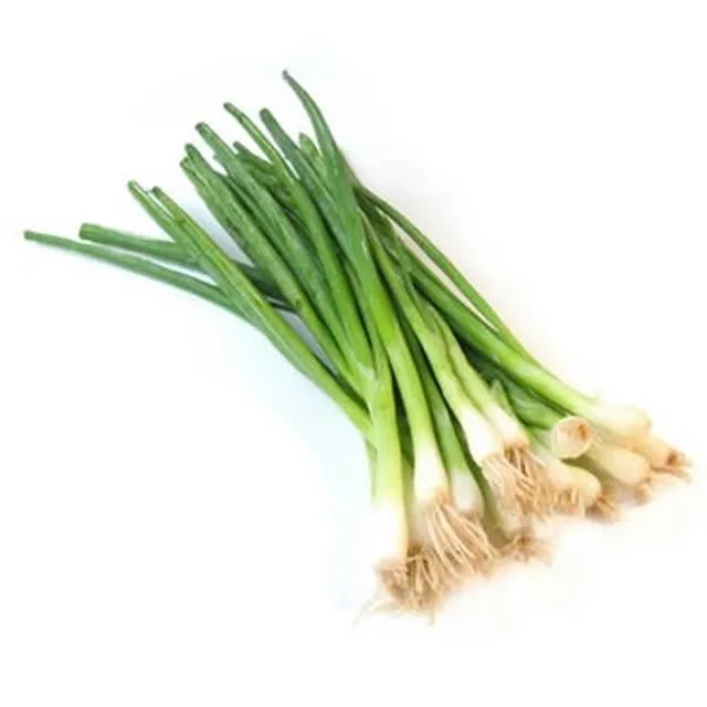 Yeşil Soğan | Zeybek Tarım