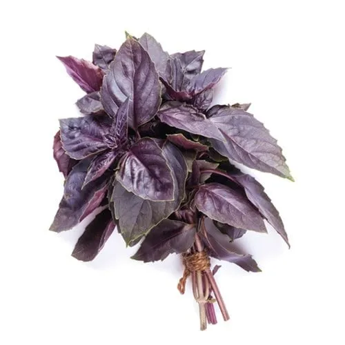 Reyhan | Zeybek Tarım