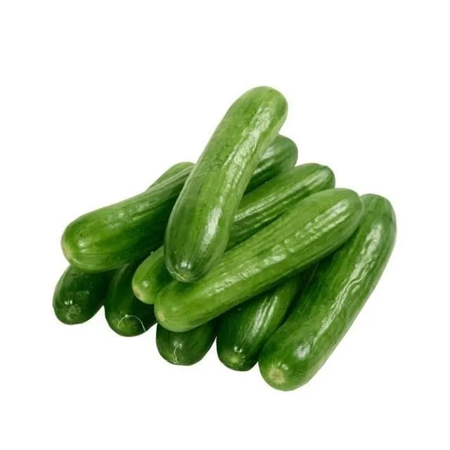 Silor Salatalık | Zeybek Tarım