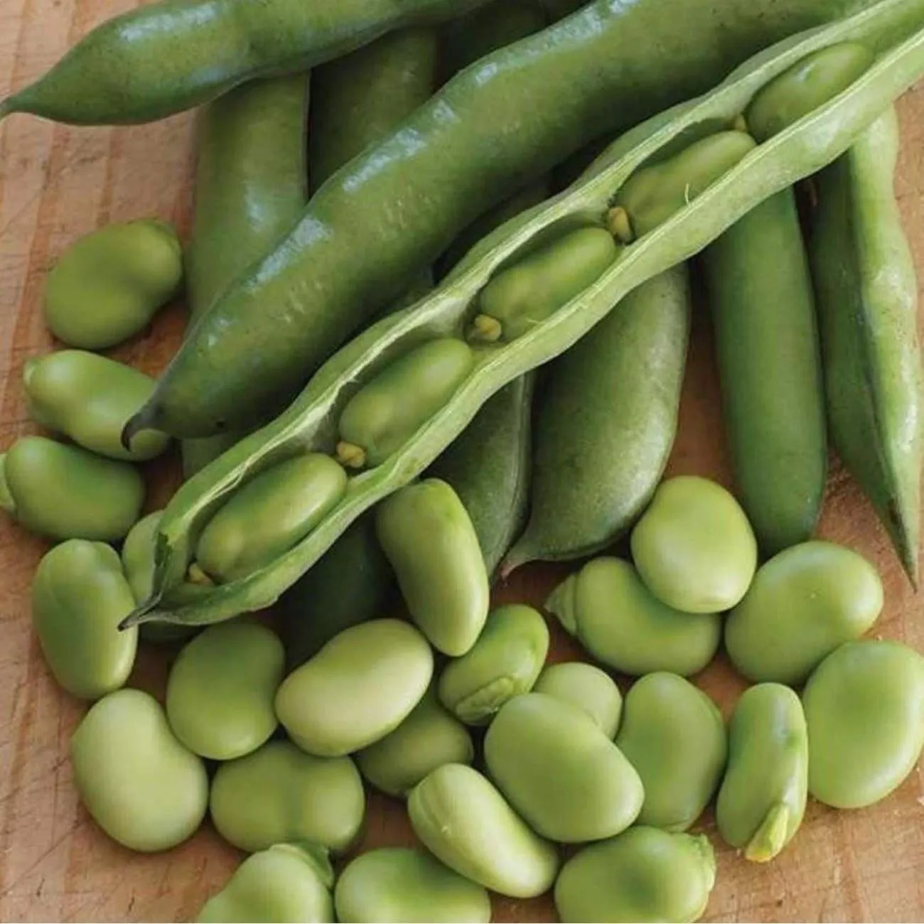 Bakla | Zeybek Tarım